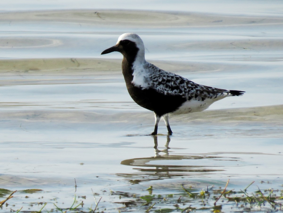 Black-bellied Plover - ML644792925