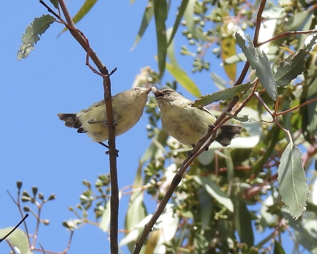 stumpnebb - ML644792940