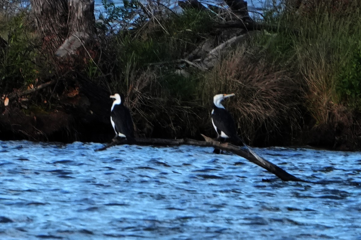 Pied Cormorant - ML644792989