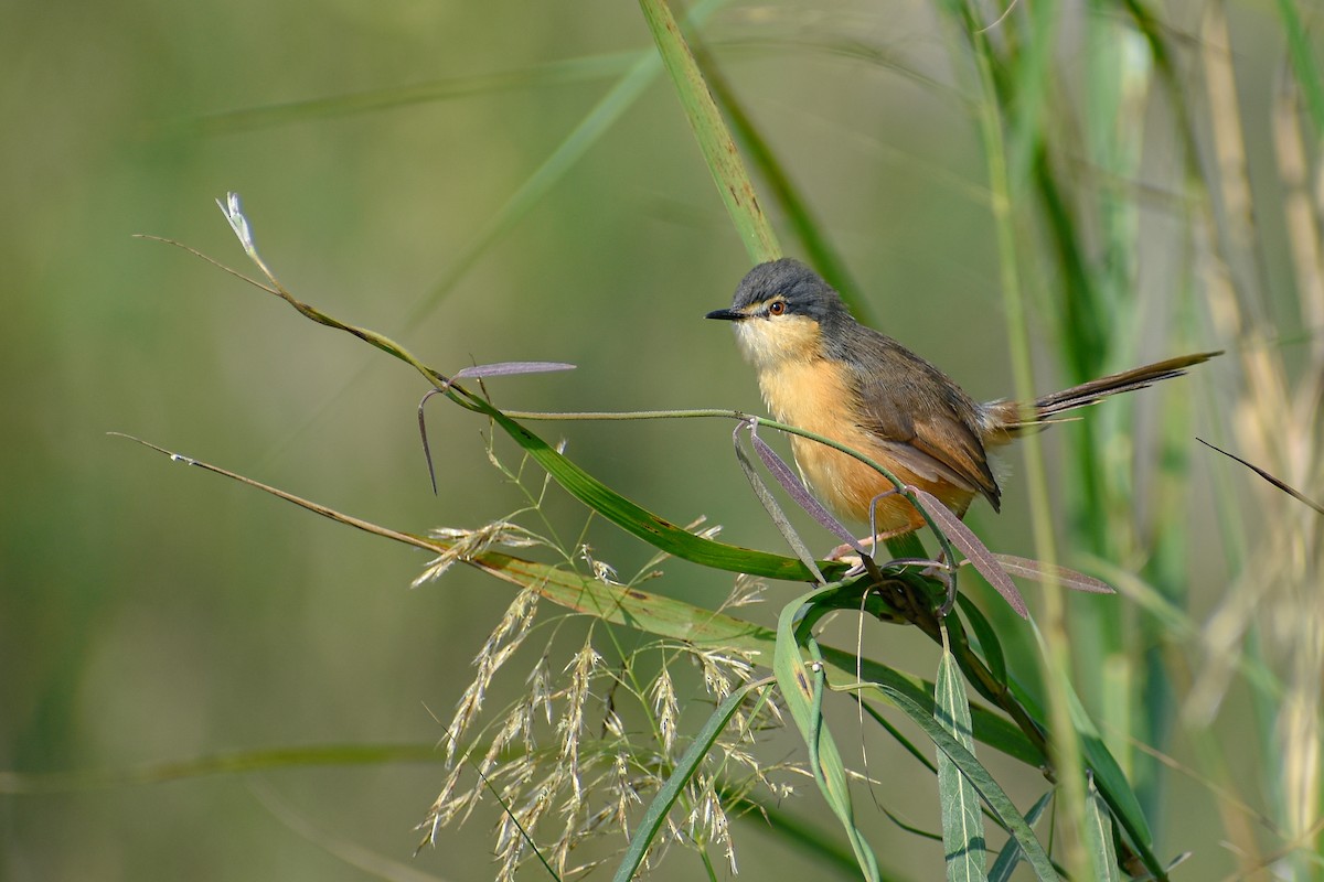 Ashy Prinia - ML644793005