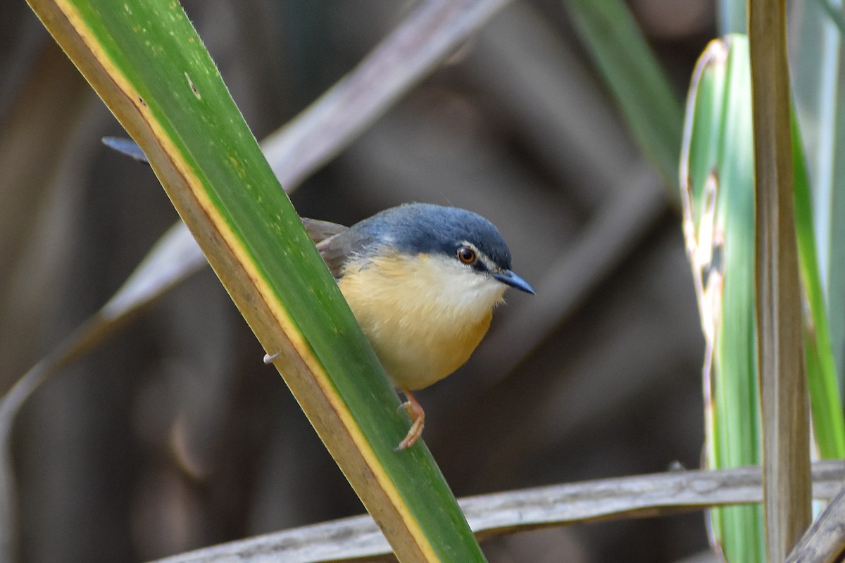 Ashy Prinia - ML644793006