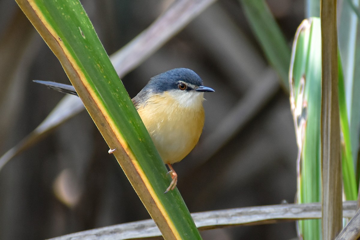 Ashy Prinia - ML644793007