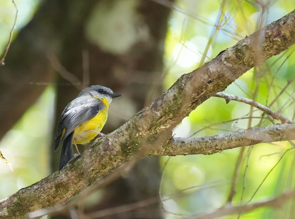 gulbrystflueskvett - ML644793017