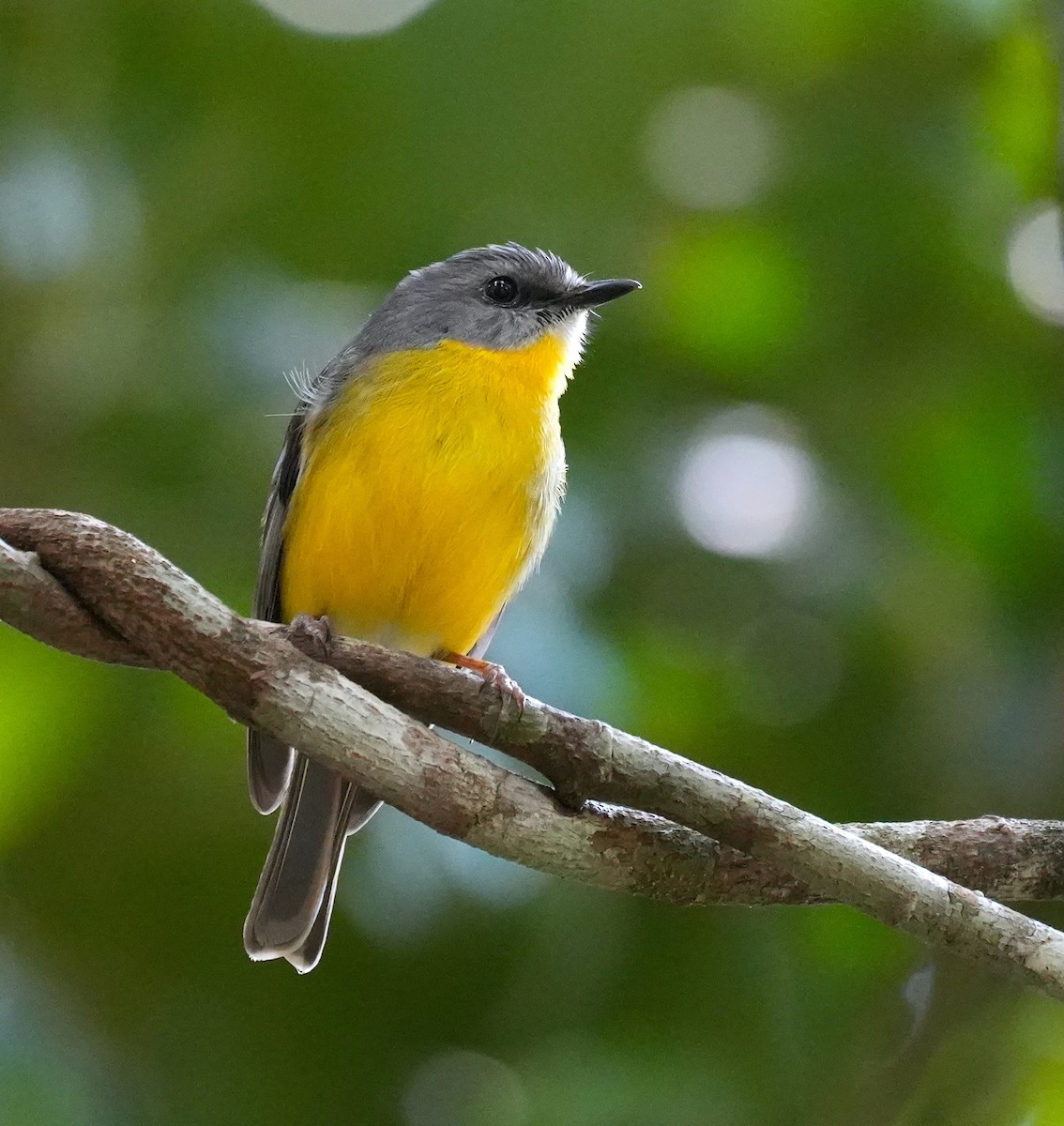 gulbrystflueskvett - ML644793030