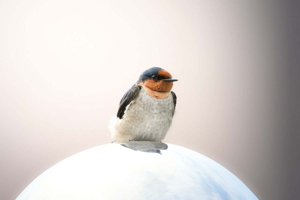 Pacific Swallow - ML644793034