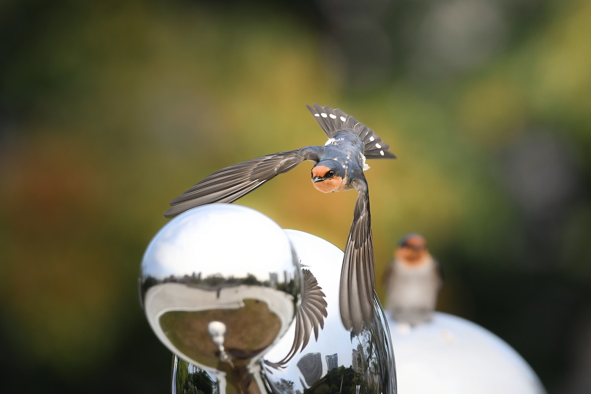 Pacific Swallow - ML644793035