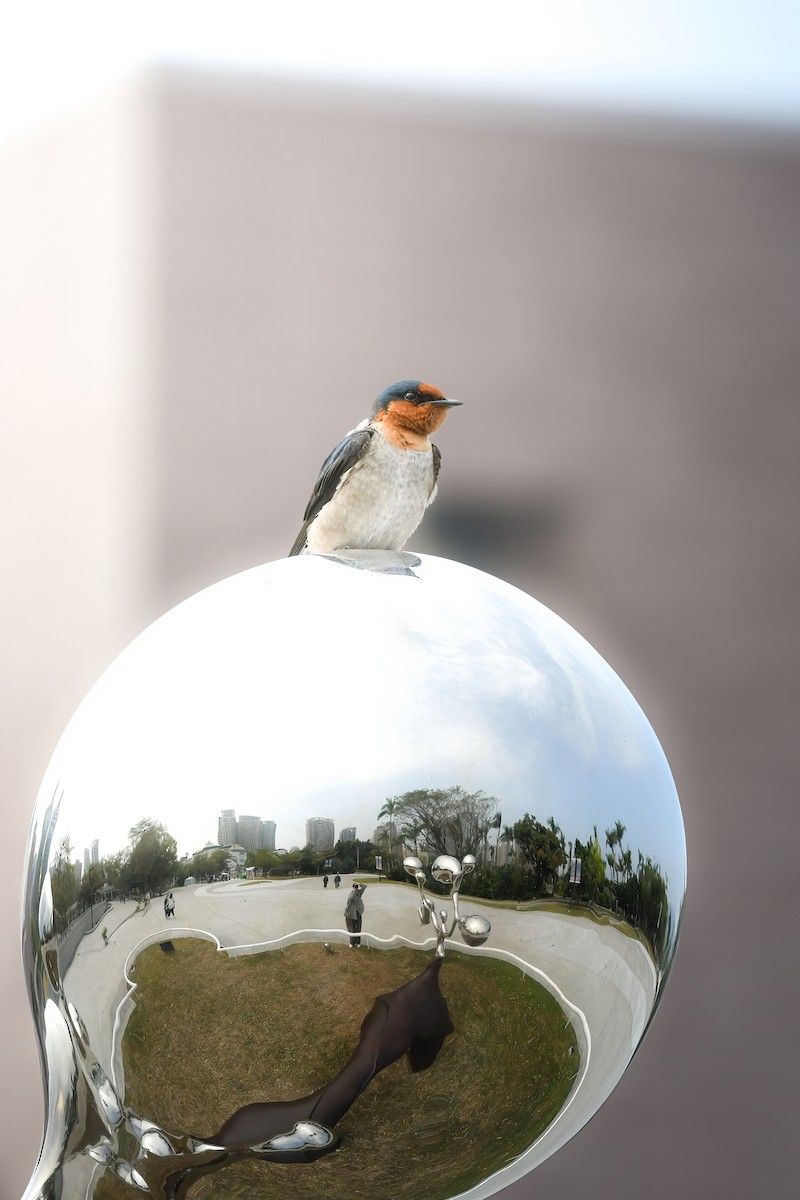 Pacific Swallow - ML644793036