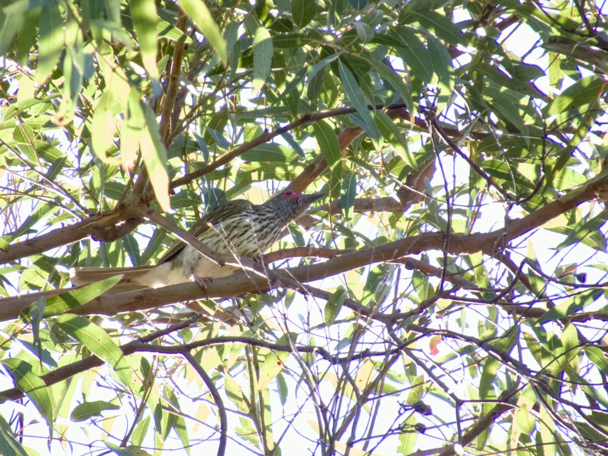 Australasian Figbird - ML644793062