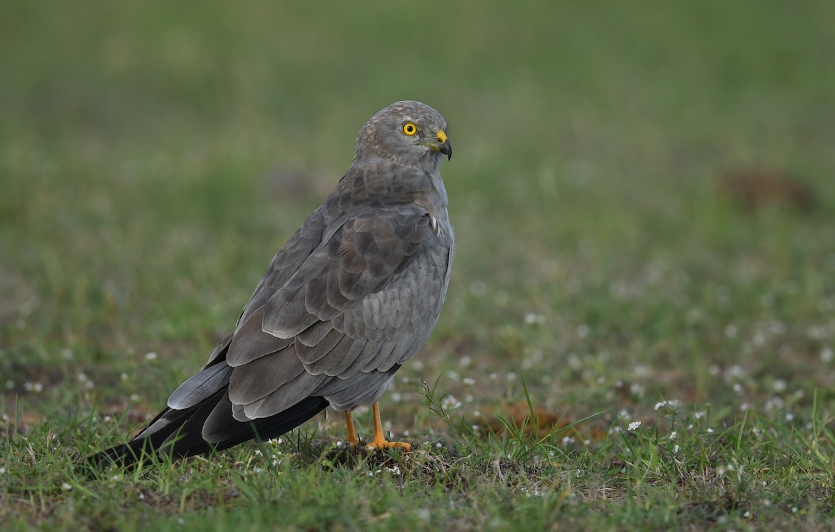 Montagu's Harrier - ML644793065