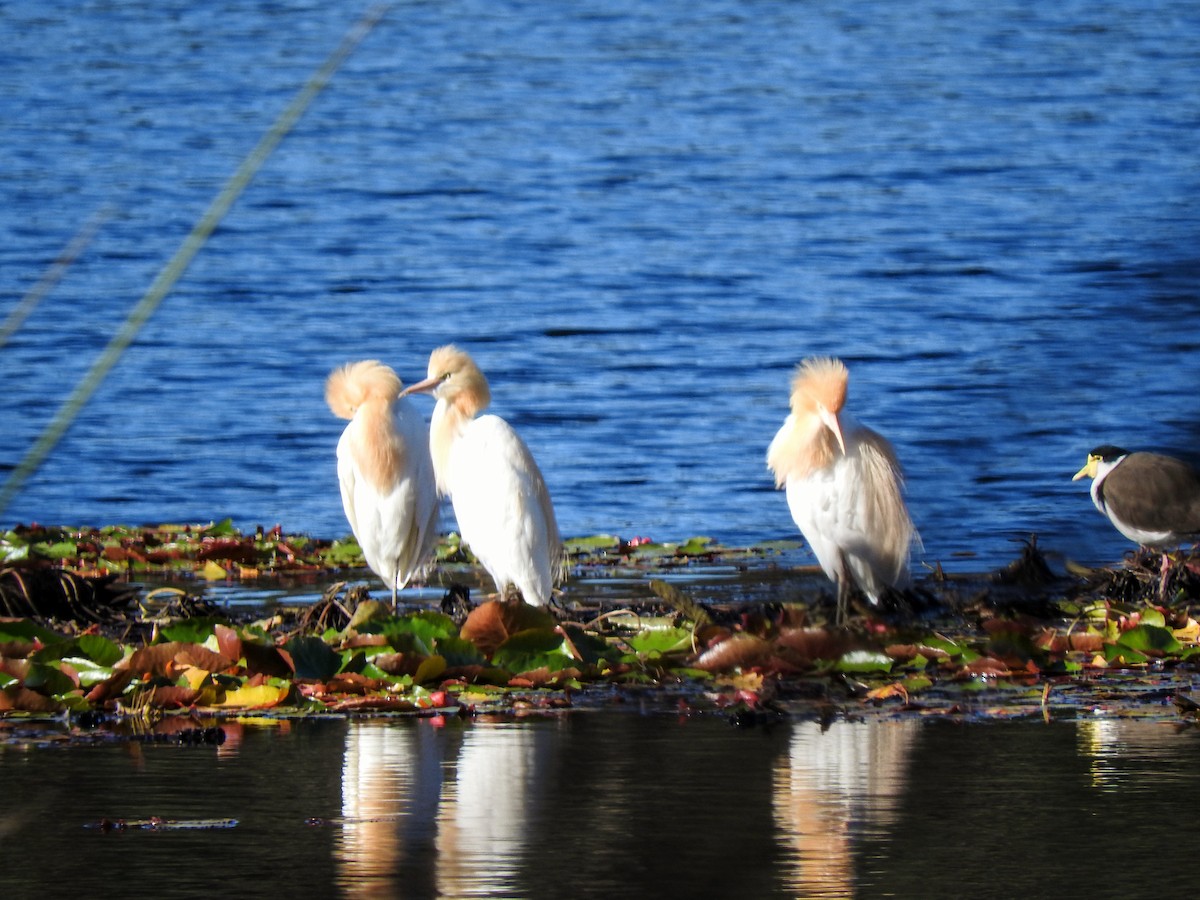 Eastern Cattle-Egret - ML644793068