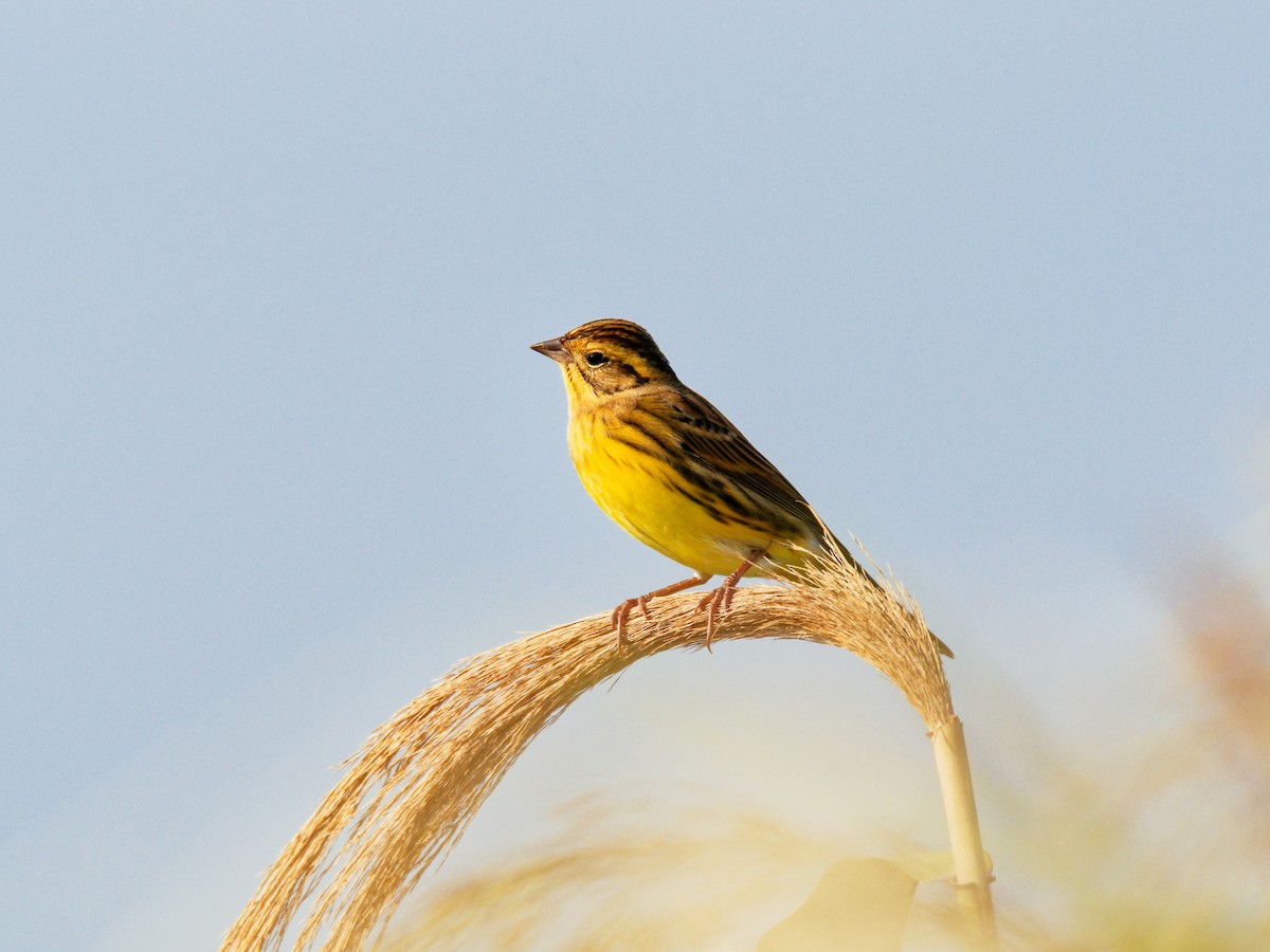 גיבתון צווארון - ML644793069