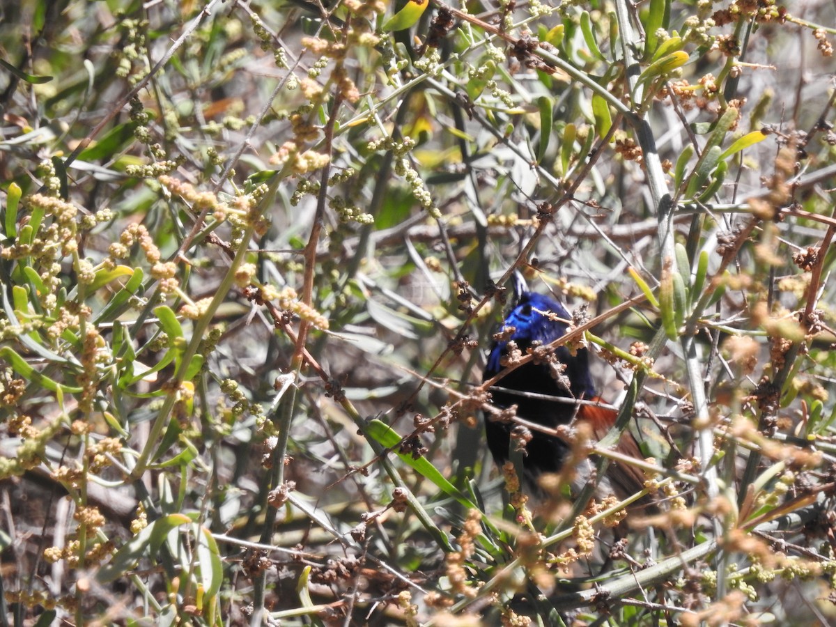 Purple-backed Fairywren - ML644793070