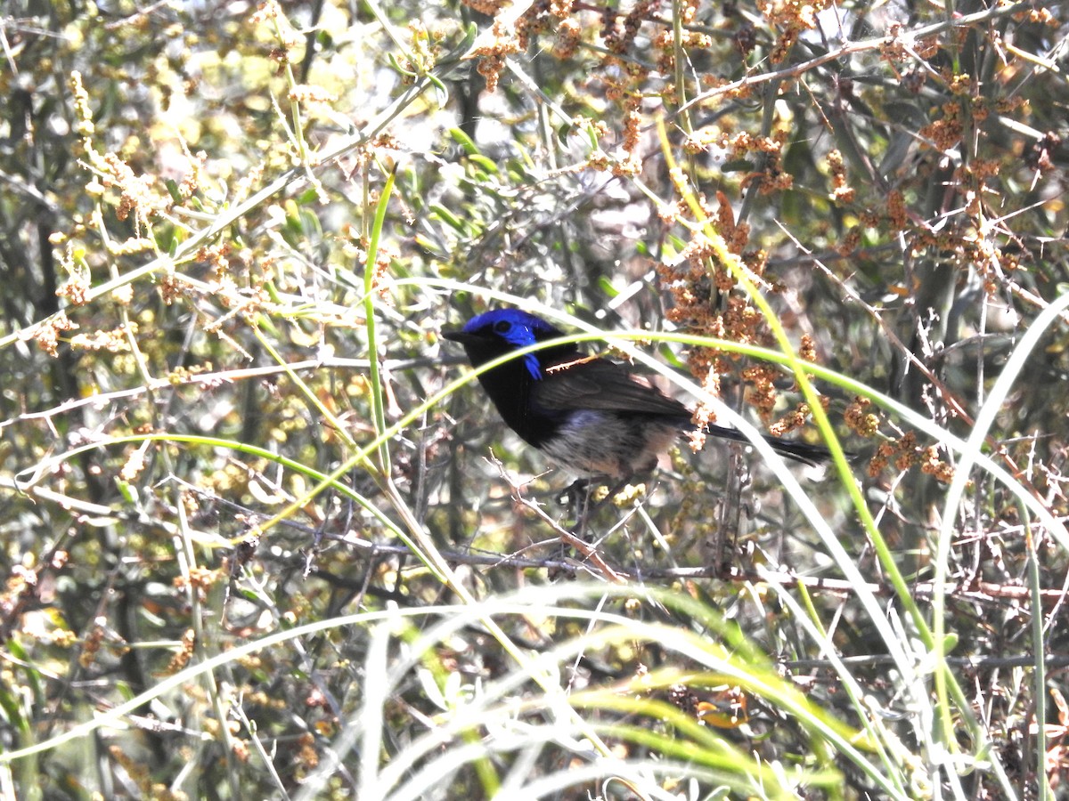 Purple-backed Fairywren - ML644793071