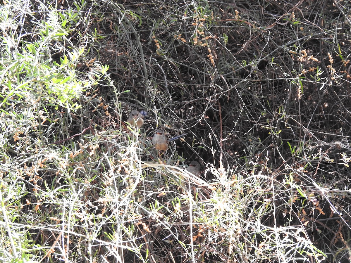Purple-backed Fairywren - ML644793072