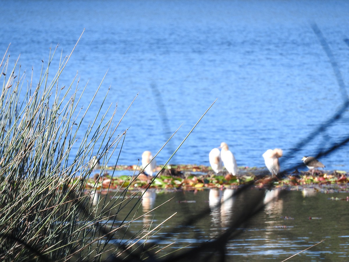 Eastern Cattle-Egret - ML644793074