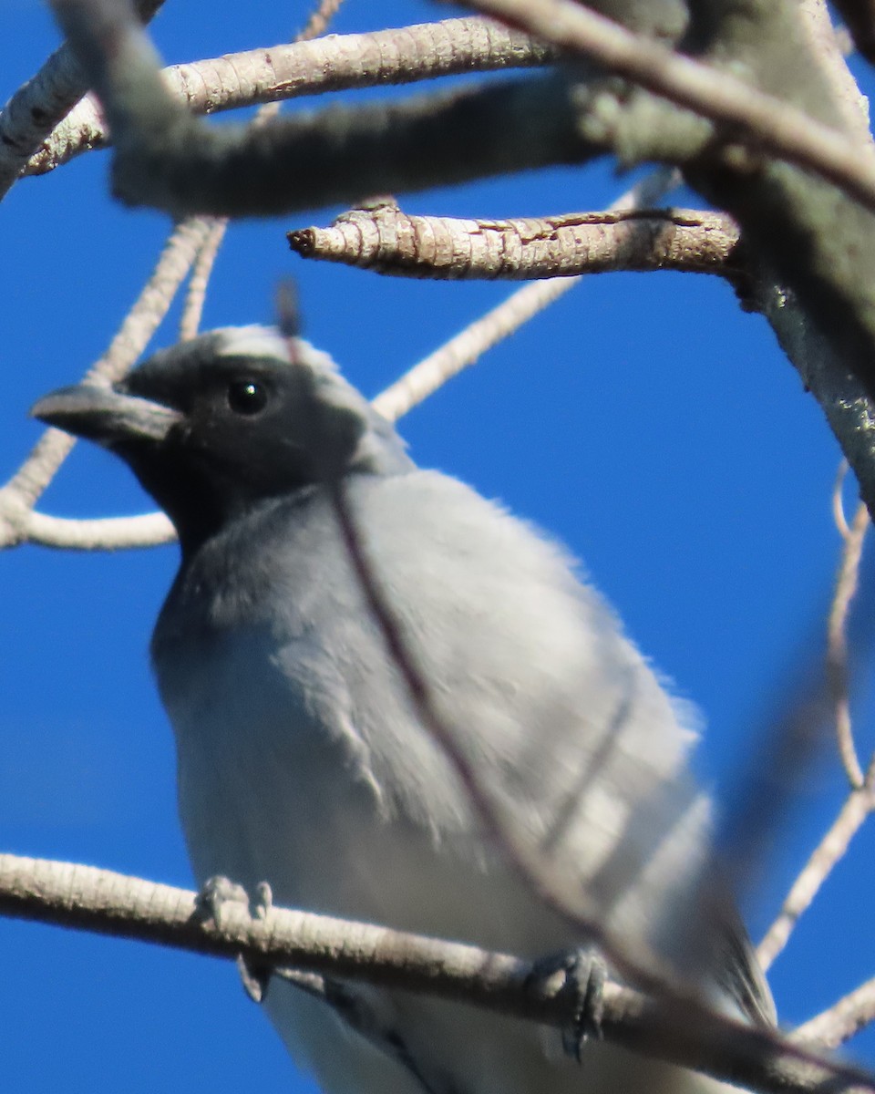 Black-faced Cuckooshrike - ML644793078