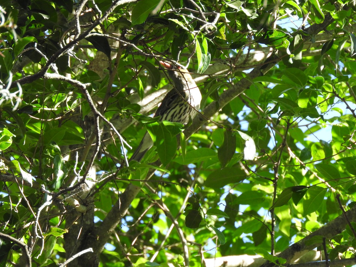 Olive-backed Oriole - ML644793096