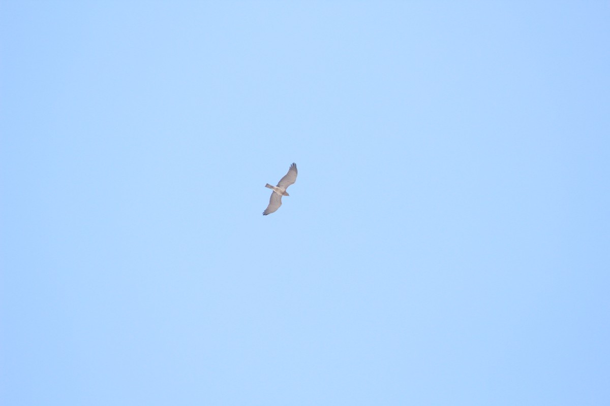 orlík krátkoprstý - ML644793105