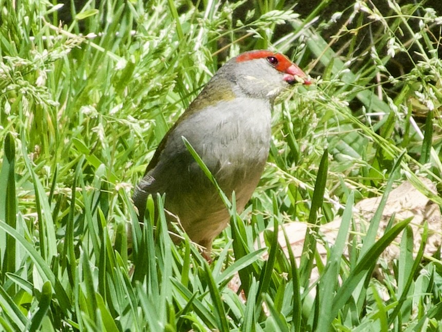 Diamante Cejirrojo - ML644793106