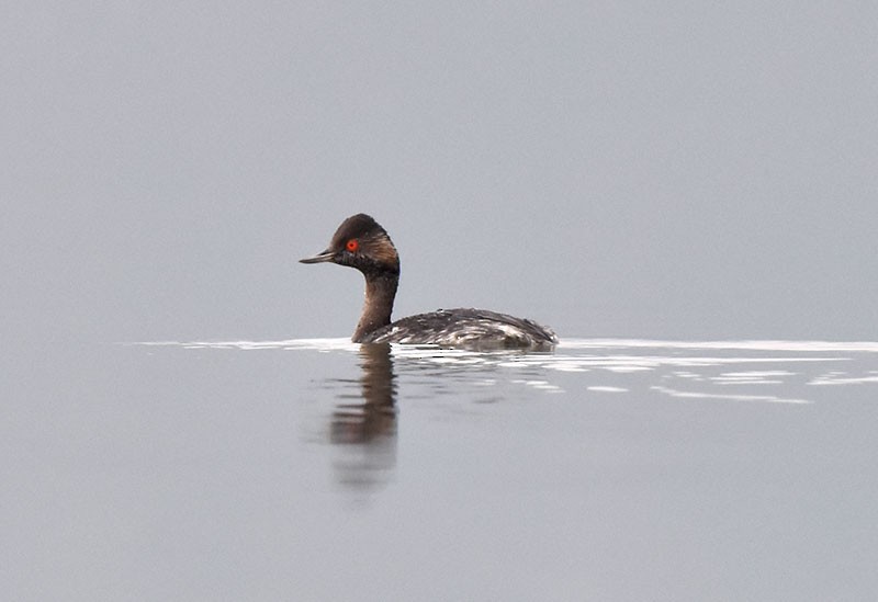 potápka černokrká - ML644793107