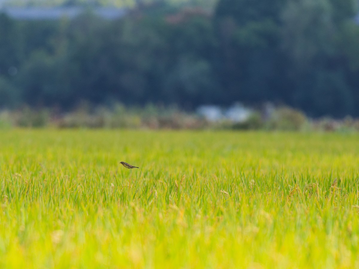 גיבתון צווארון - ML644793120