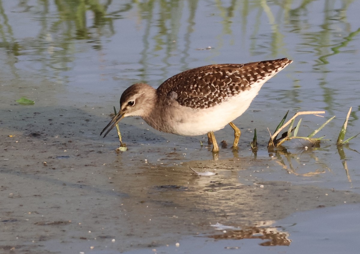 vodouš bahenní - ML644793125