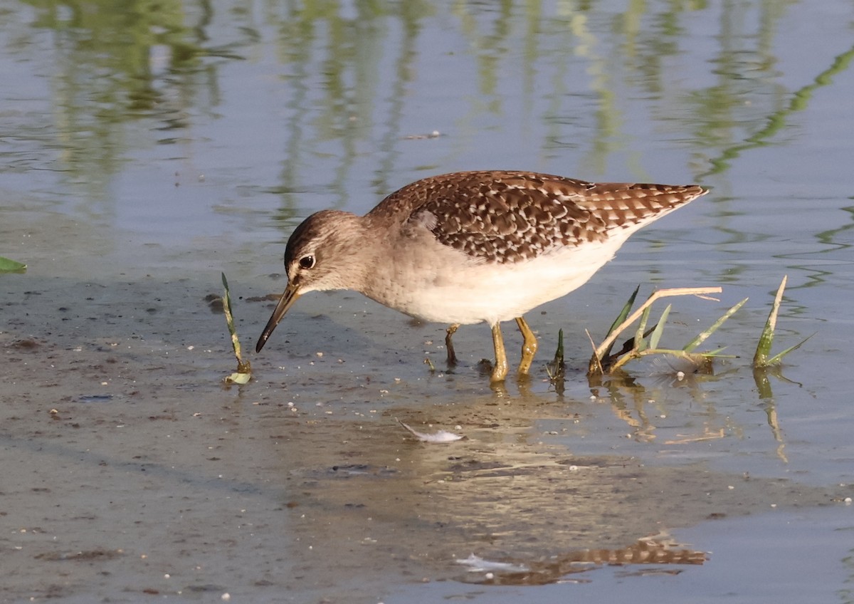 vodouš bahenní - ML644793126