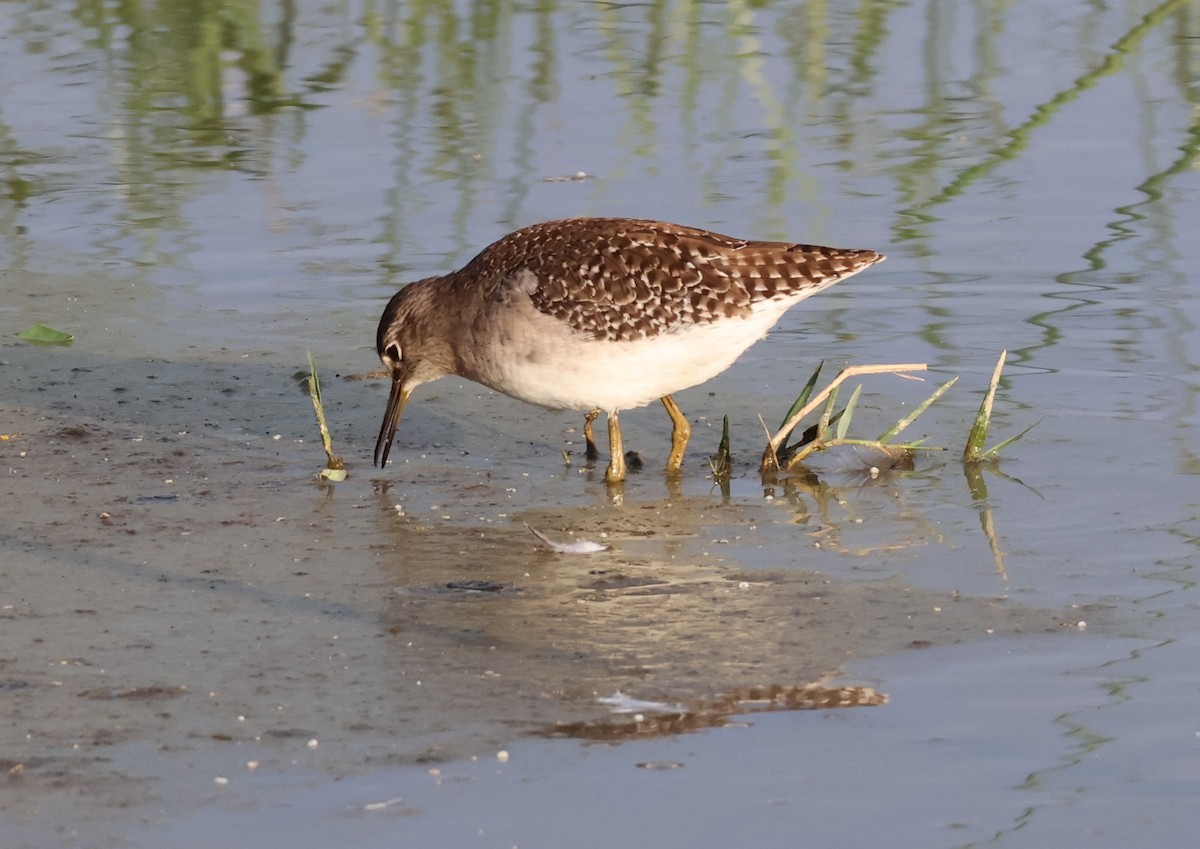 vodouš bahenní - ML644793127