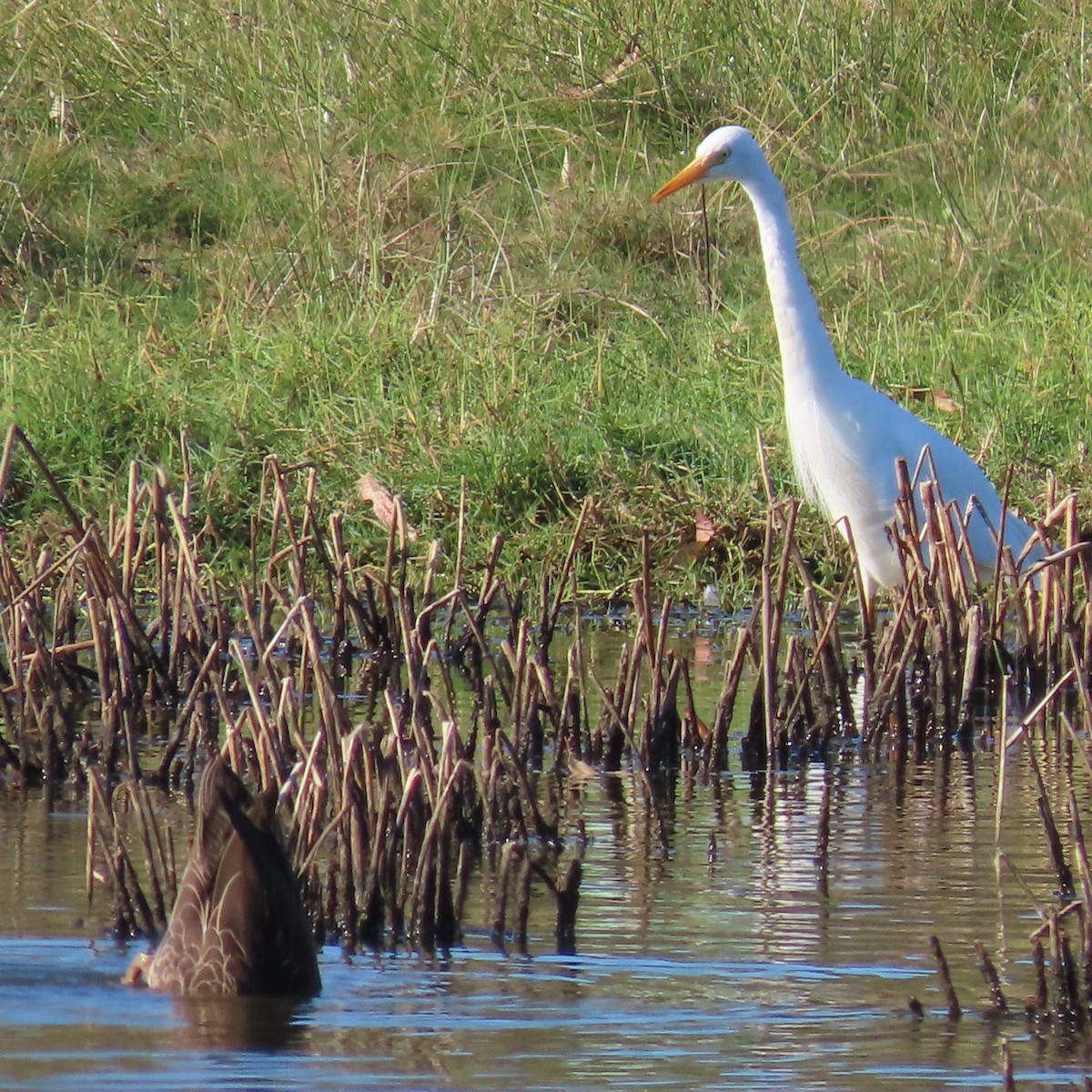 Plumed Egret - ML644793153
