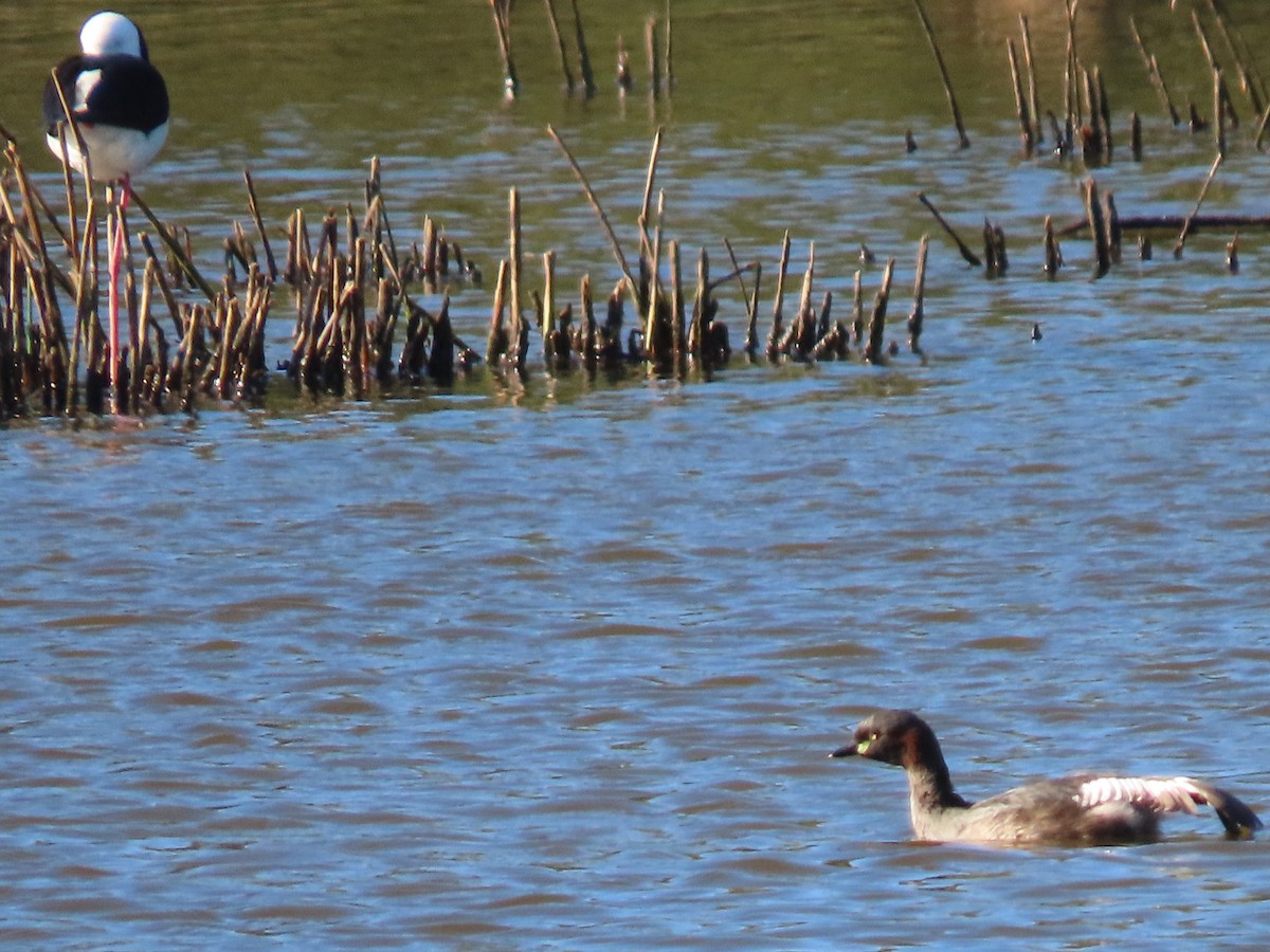 Australasian Grebe - ML644793159