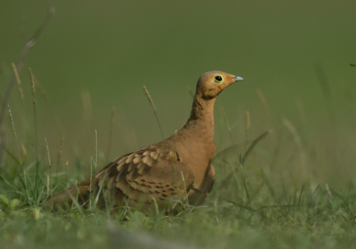 Chestnut-bellied Sandgrouse - ML644793163