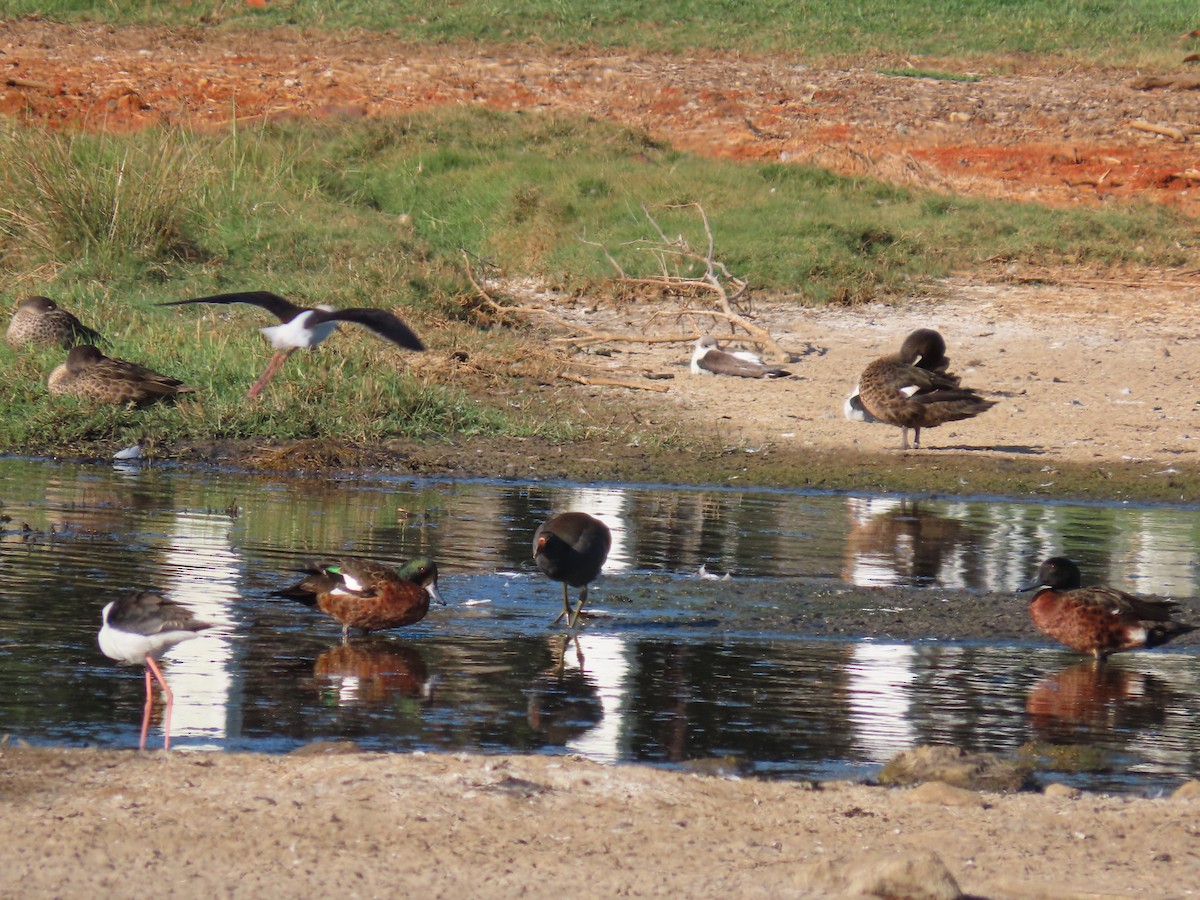 Chestnut Teal - ML644793164