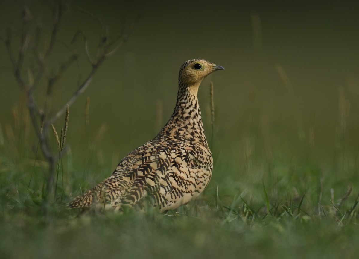 Chestnut-bellied Sandgrouse - ML644793166