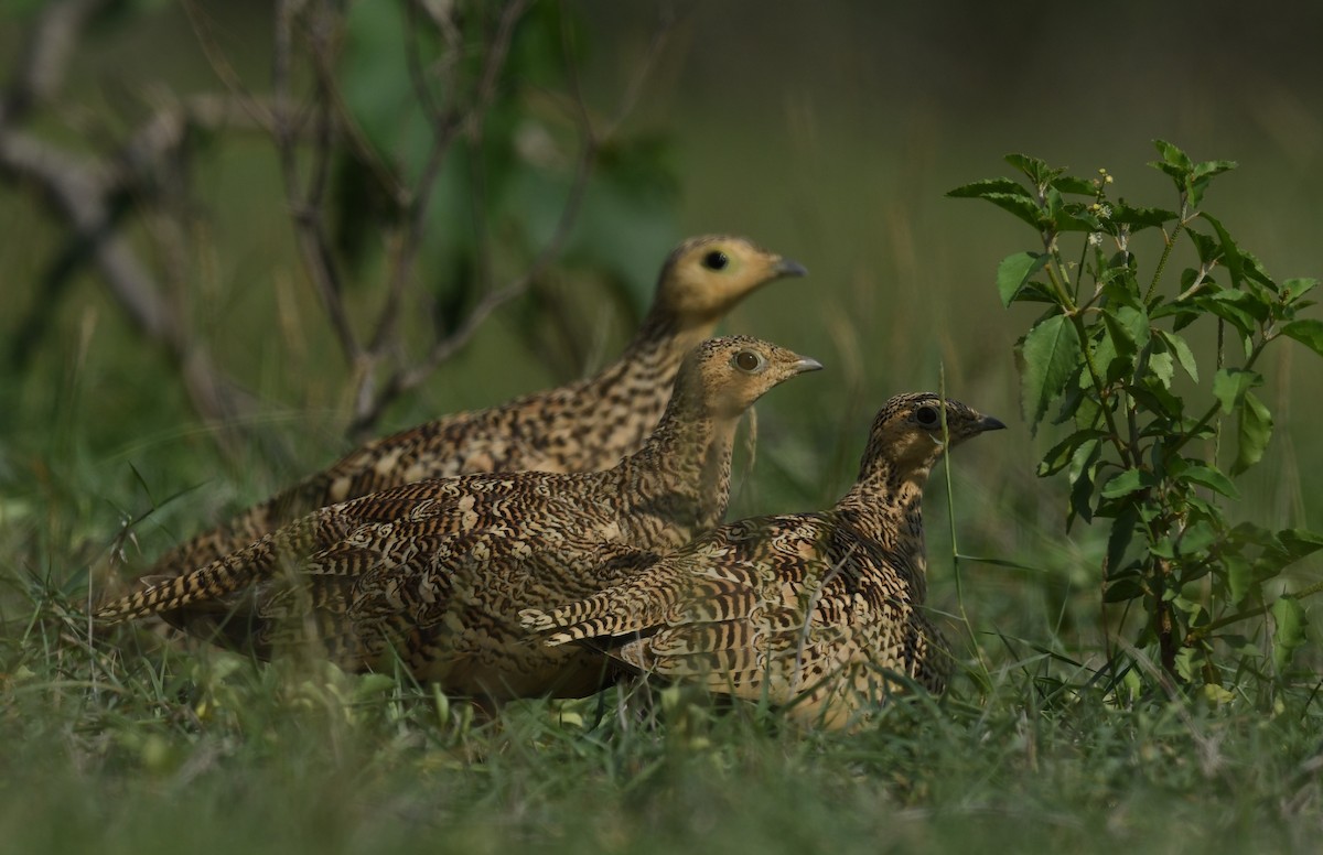 Chestnut-bellied Sandgrouse - ML644793167