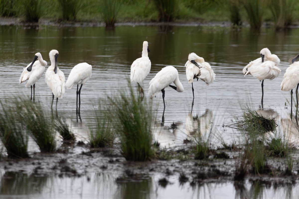 Royal Spoonbill - ML644793180