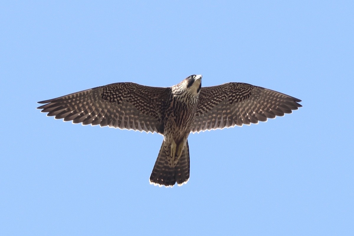 sokol stěhovavý - ML644793188