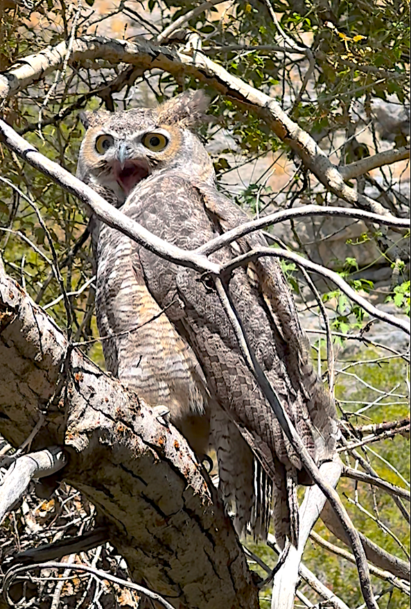 Great Horned Owl - ML644793198