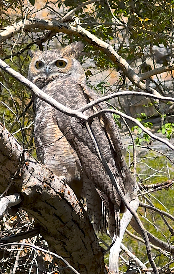 Great Horned Owl - ML644793199