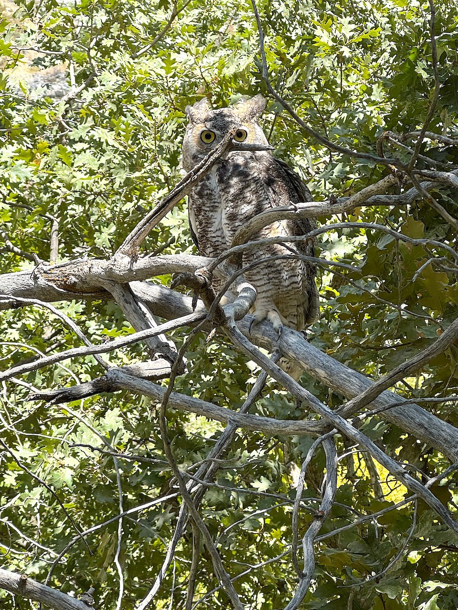 Great Horned Owl - ML644793200