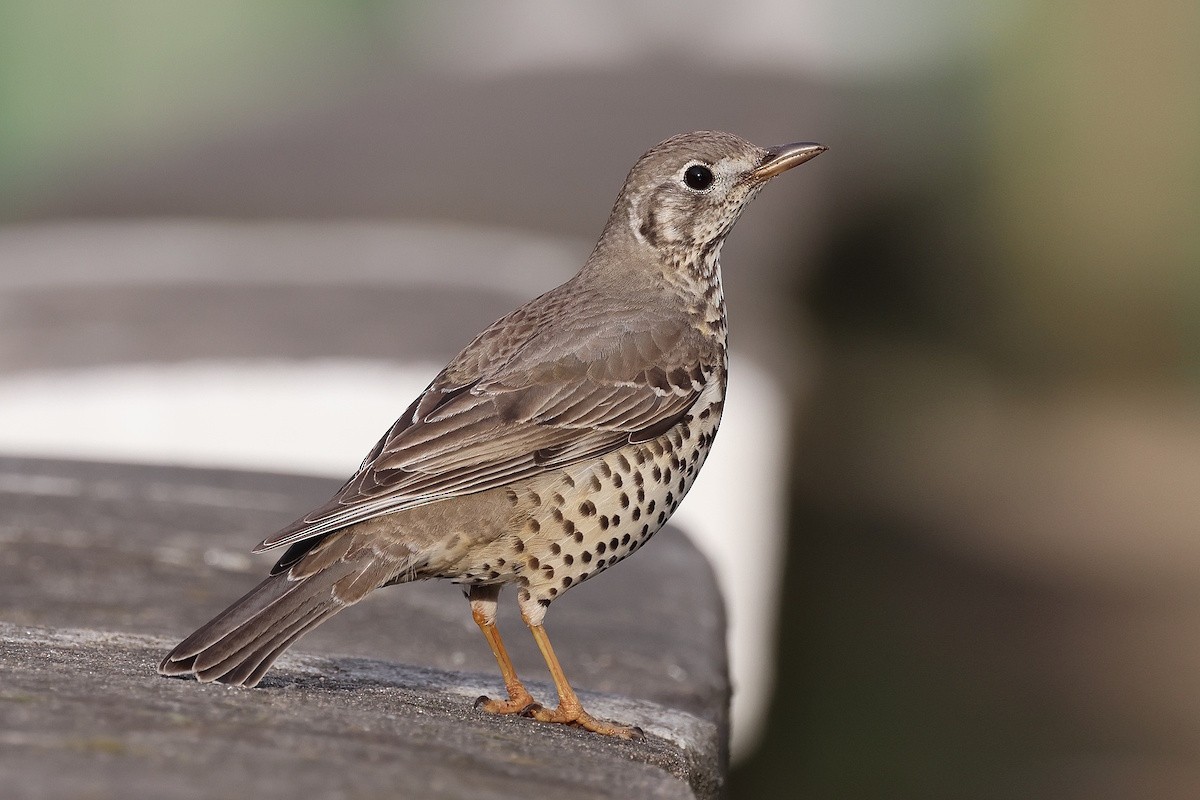 槲鶇 - ML644793212