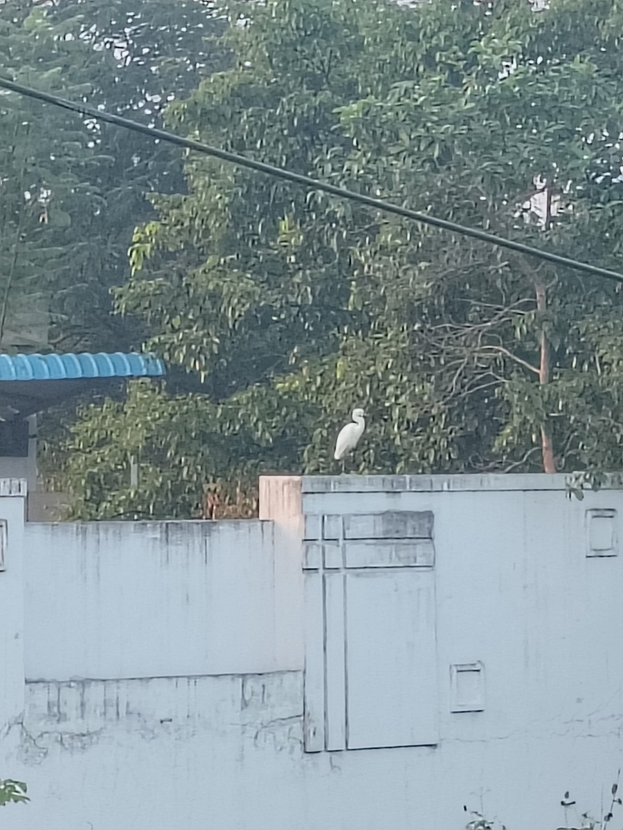 Medium Egret - ML644793216