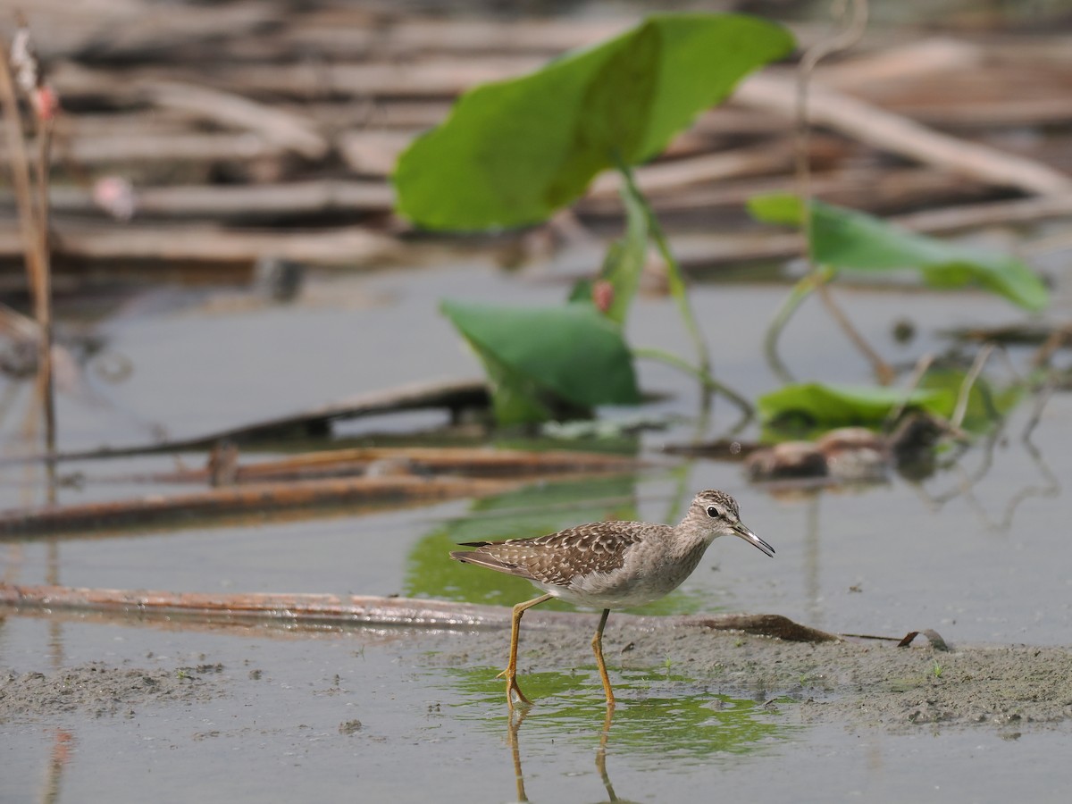 vodouš bahenní - ML644793228