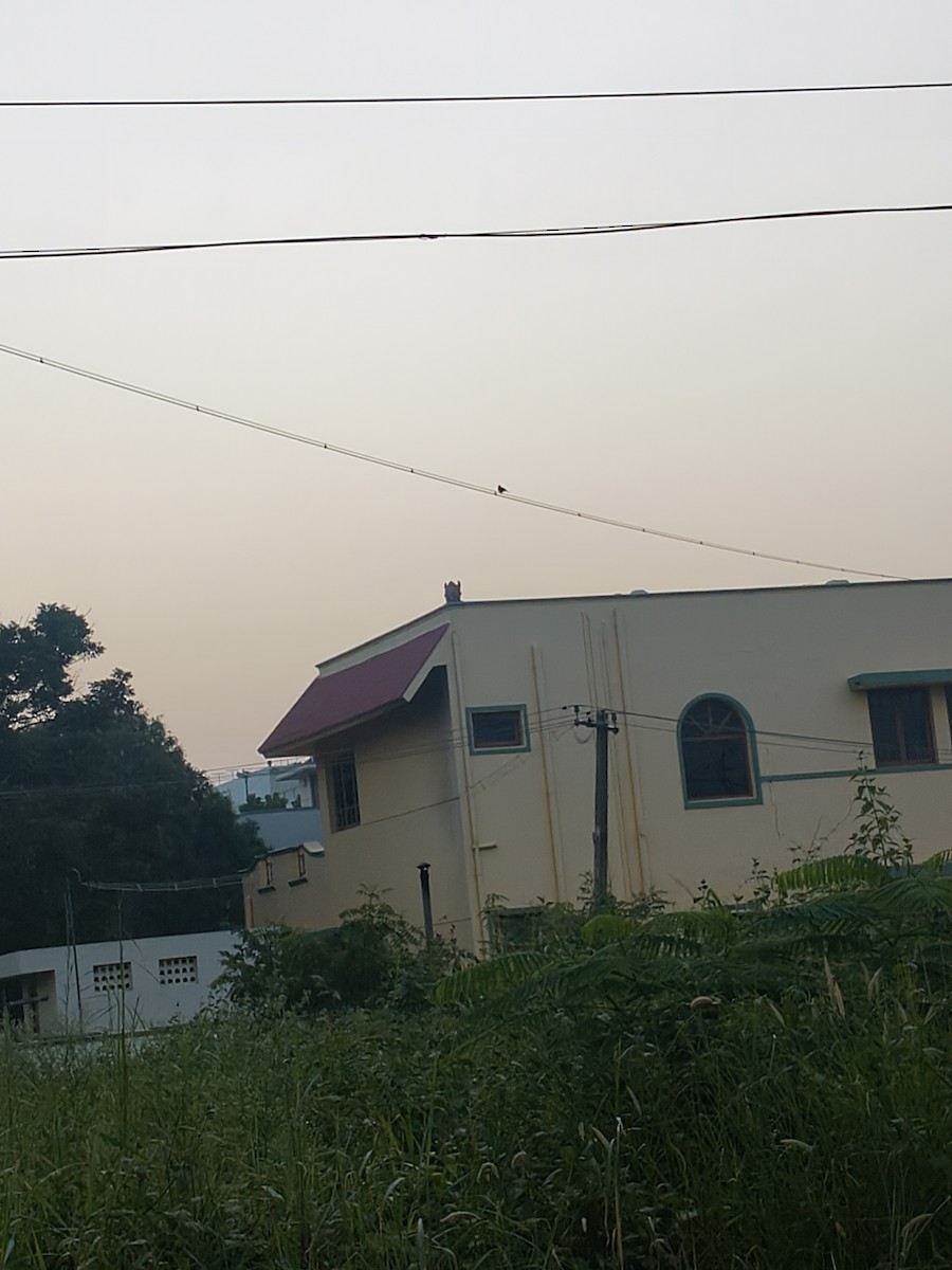 Pied Bushchat - ML644793230