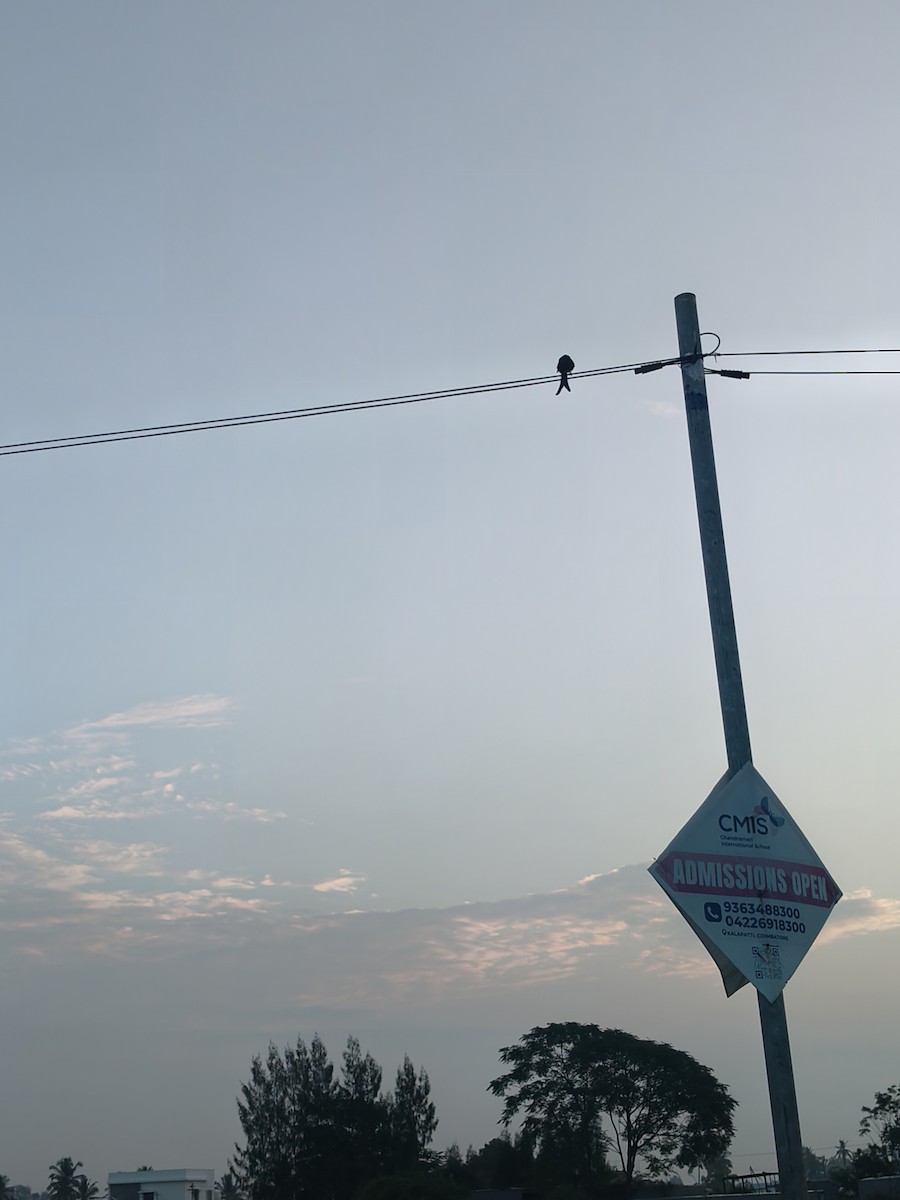 Black Drongo - ML644793232