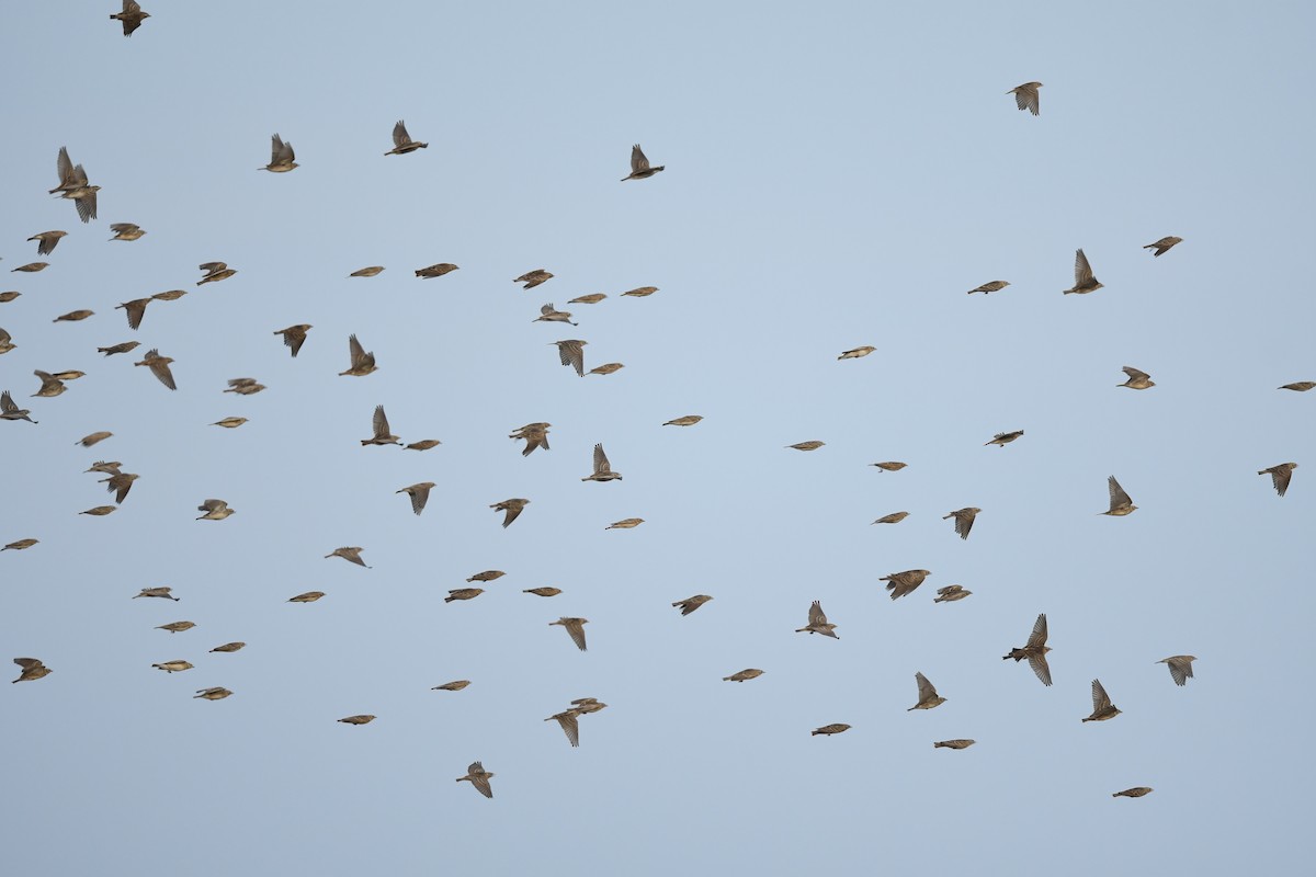 Alouette de Sykes - ML644793237