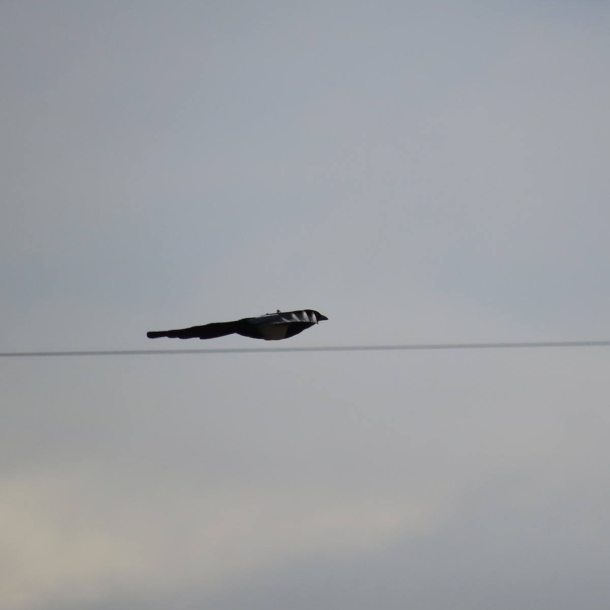 Black-billed Magpie - ML644793238