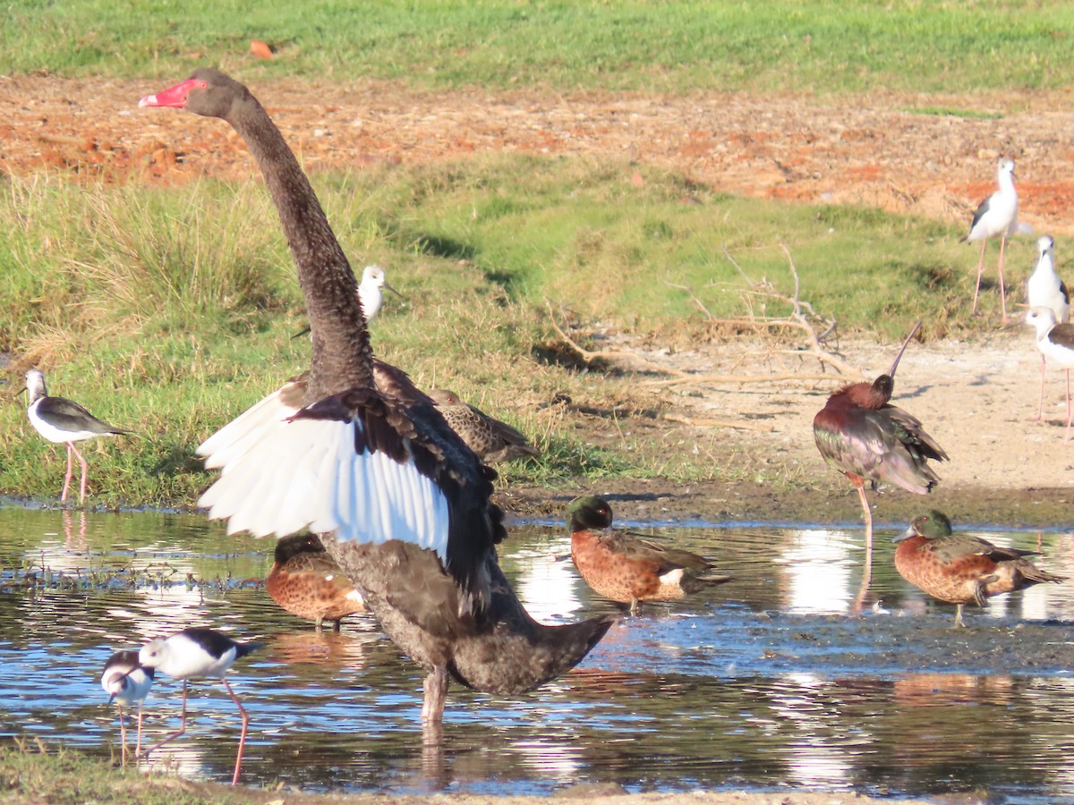 Chestnut Teal - ML644793242