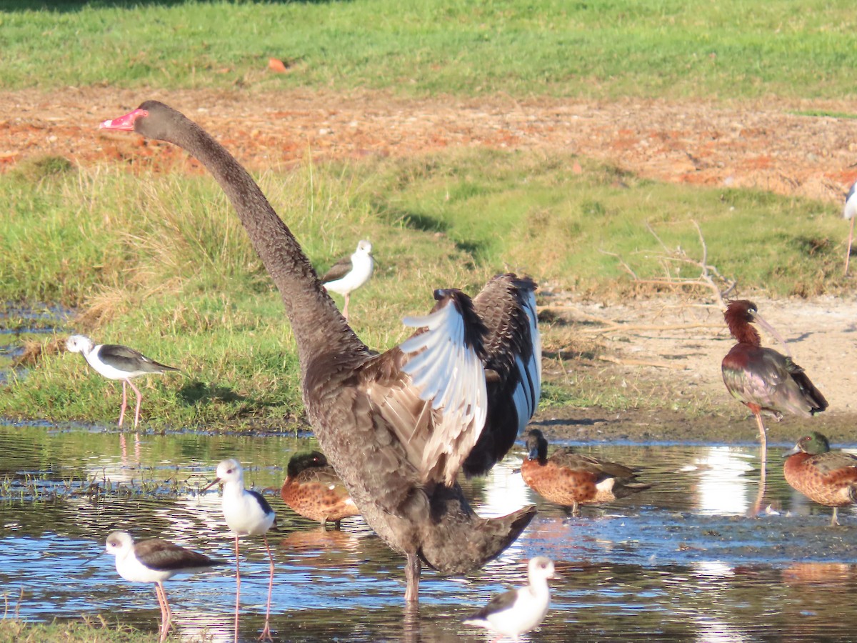 Black Swan - ML644793245