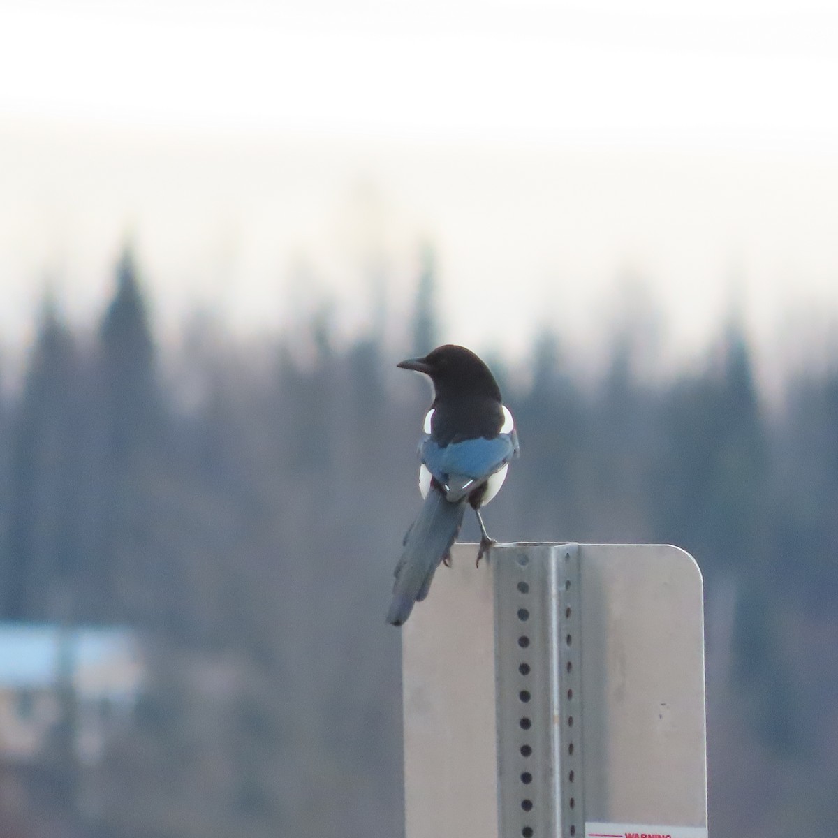 Black-billed Magpie - ML644793246