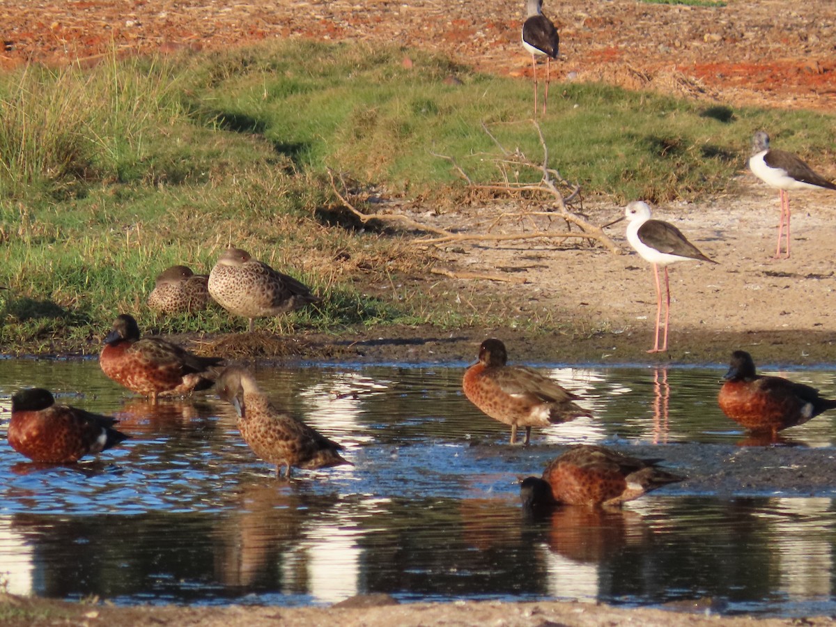 Pied Stilt - ML644793247